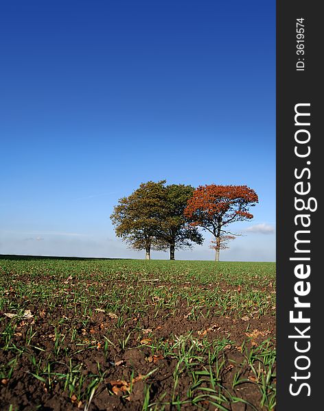 New grass growth in a cultivated field with three trees in the distance all varing colours,. New grass growth in a cultivated field with three trees in the distance all varing colours,