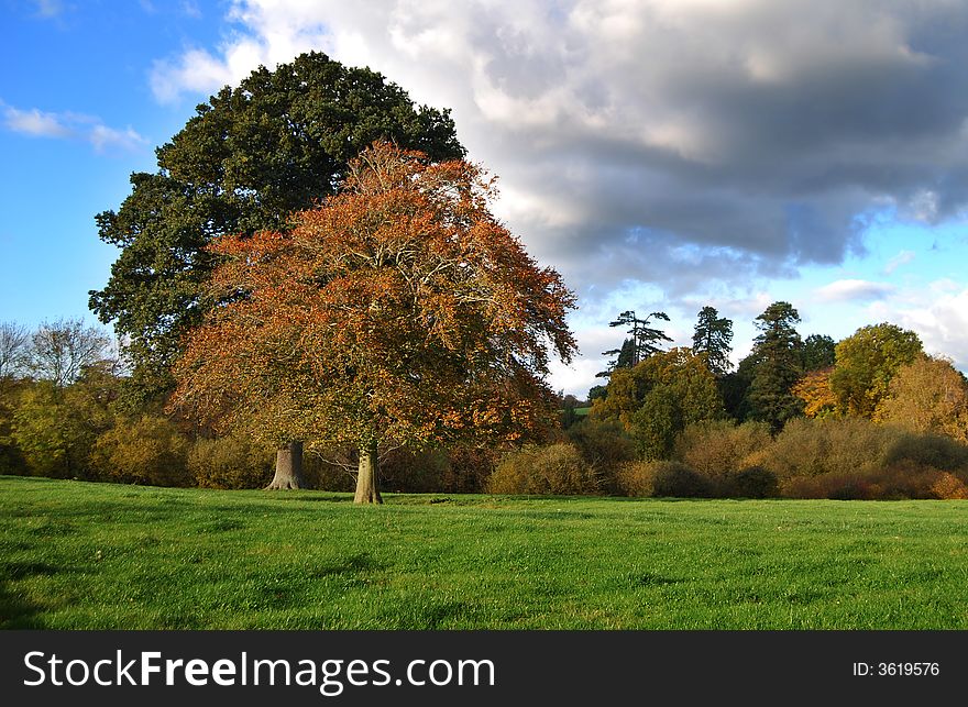 Tree landscape showing muliple different leaf colours. Tree landscape showing muliple different leaf colours