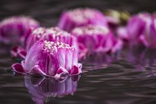 Pink Lotus Stock Image