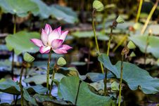 Pink Lotus Royalty Free Stock Photos Pink Lotus Royalty Free Stock Photos