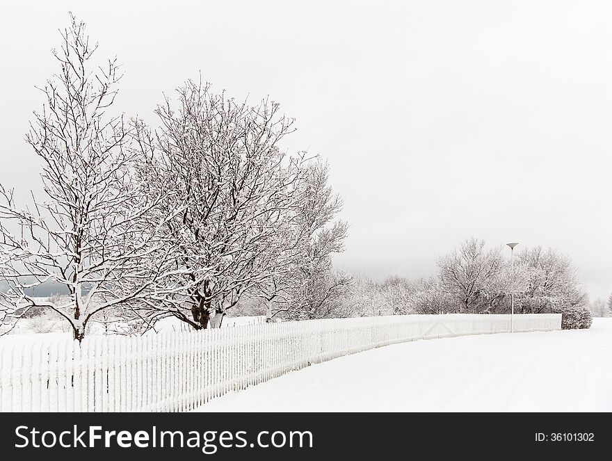 Snow covered tree and fence