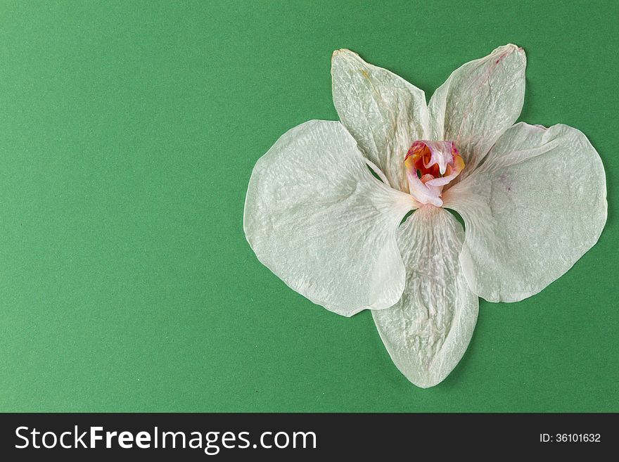 Wilted white orchid flower on paper background. Wilted white orchid flower on paper background
