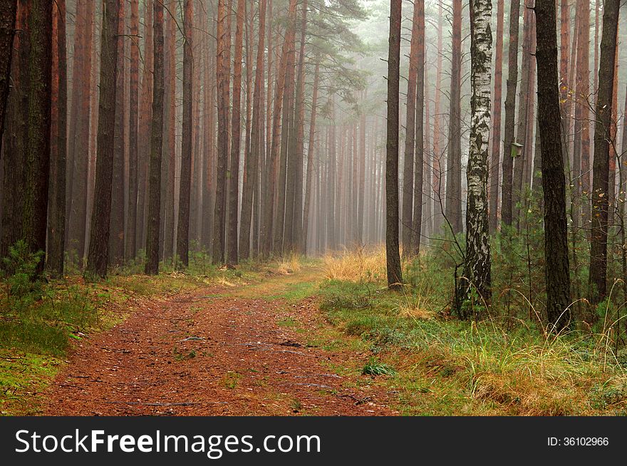 The photograph shows the road leading through the tall pine forest. Among the trees hovering mist. The photograph shows the road leading through the tall pine forest. Among the trees hovering mist.