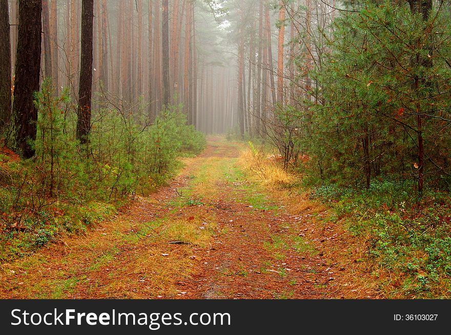 The photograph shows the road leading through the tall pine forest. Among the trees hovering mist. The photograph shows the road leading through the tall pine forest. Among the trees hovering mist.