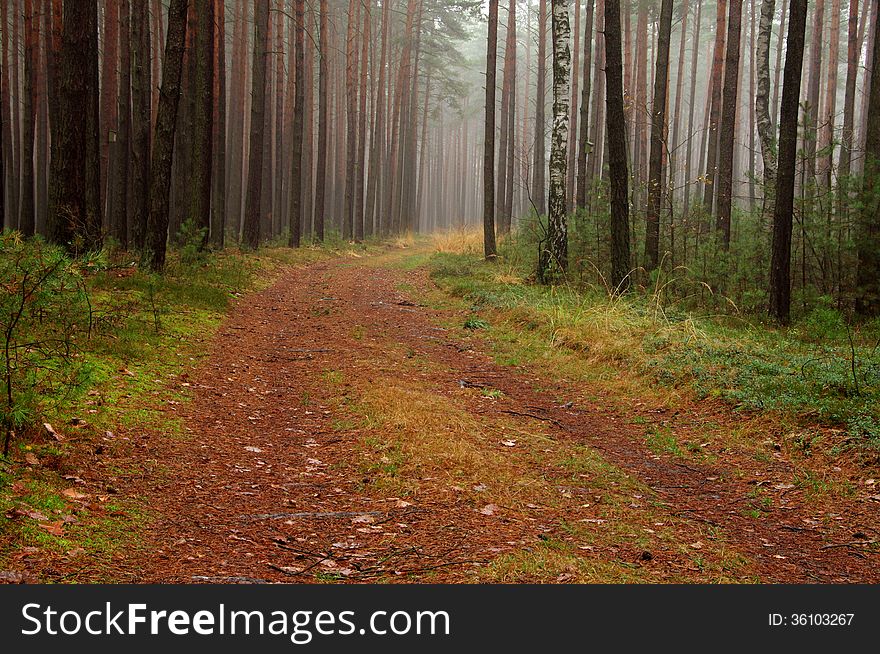 The photograph shows the road leading through the tall pine forest. Among the trees hovering mist. The photograph shows the road leading through the tall pine forest. Among the trees hovering mist.