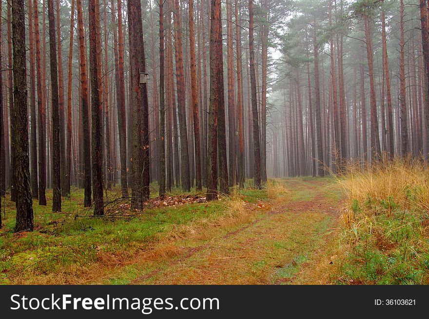 The photograph shows the road leading through the tall pine forest. Among the trees hovering mist. The photograph shows the road leading through the tall pine forest. Among the trees hovering mist.