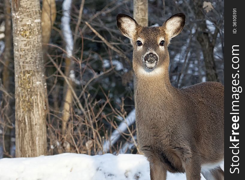 Alert, whitetail doe, looks at the camera. Winter in Wisconsin. Alert, whitetail doe, looks at the camera. Winter in Wisconsin.