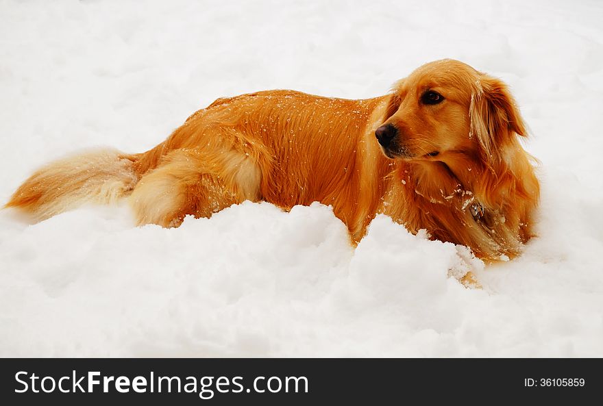 A golden retriever rests after playing in the snow. A golden retriever rests after playing in the snow.