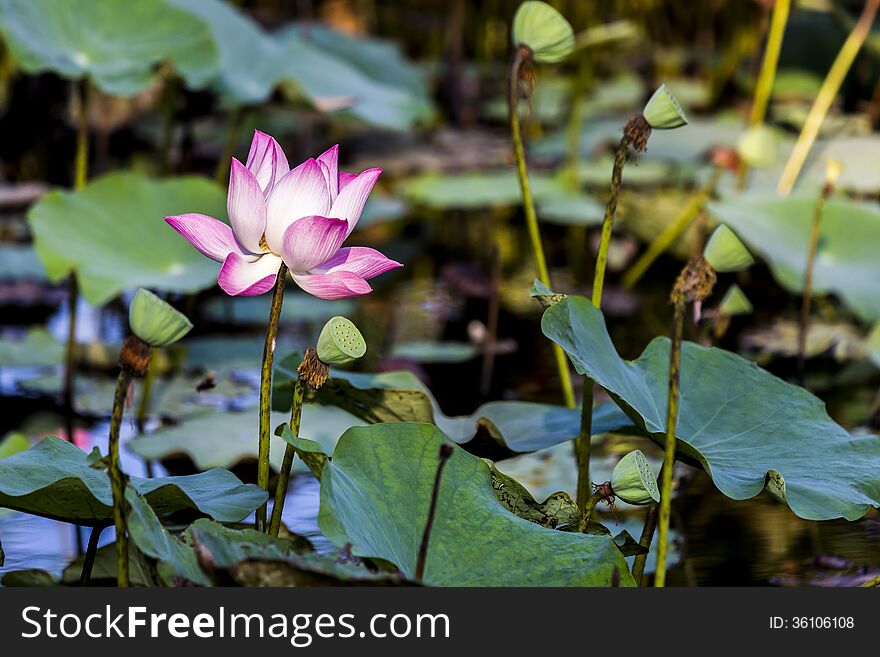 Pink Lotus flower beautiful lotus.