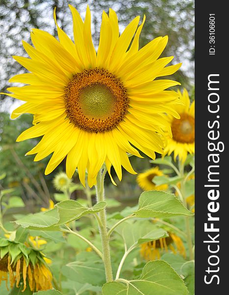 Sunflower in the green field close up