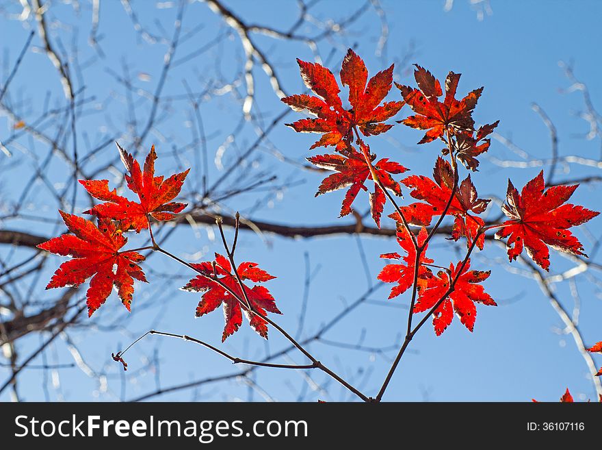 Maple leaves in Autumn forest