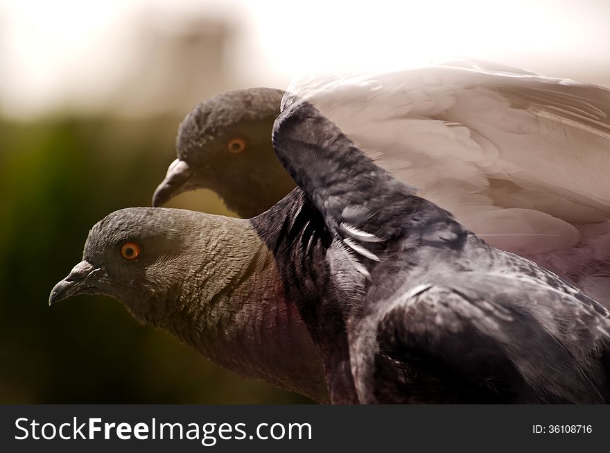 Double exposure close up of a pigeon flapping its wings. Double exposure close up of a pigeon flapping its wings.