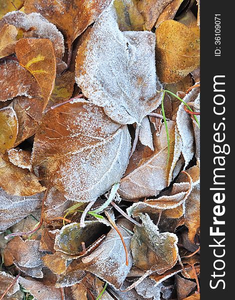 Golden leaf litter covered with hoarfrost. Golden leaf litter covered with hoarfrost