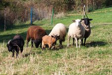Flock Of Sheep Royalty Free Stock Photography Flock Of Sheep Royalty Free Stock Photography