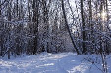 The Road In The Winter Wood In A Cleaar Sunny Day Royalty Free Stock Photography The Road In The Winter Wood In A Cleaar Sunny Day Royalty Free Stock Photography