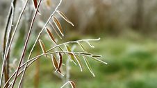 Video Of Green Leaves Covered By Freezing Fog Stock Photo Video Of Green Leaves Covered By Freezing Fog Stock Photo