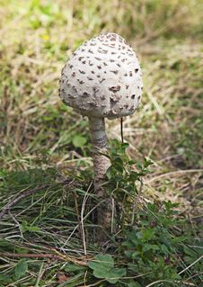 Poisonous Mushroom Royalty Free Stock Photography Poisonous Mushroom Royalty Free Stock Photography