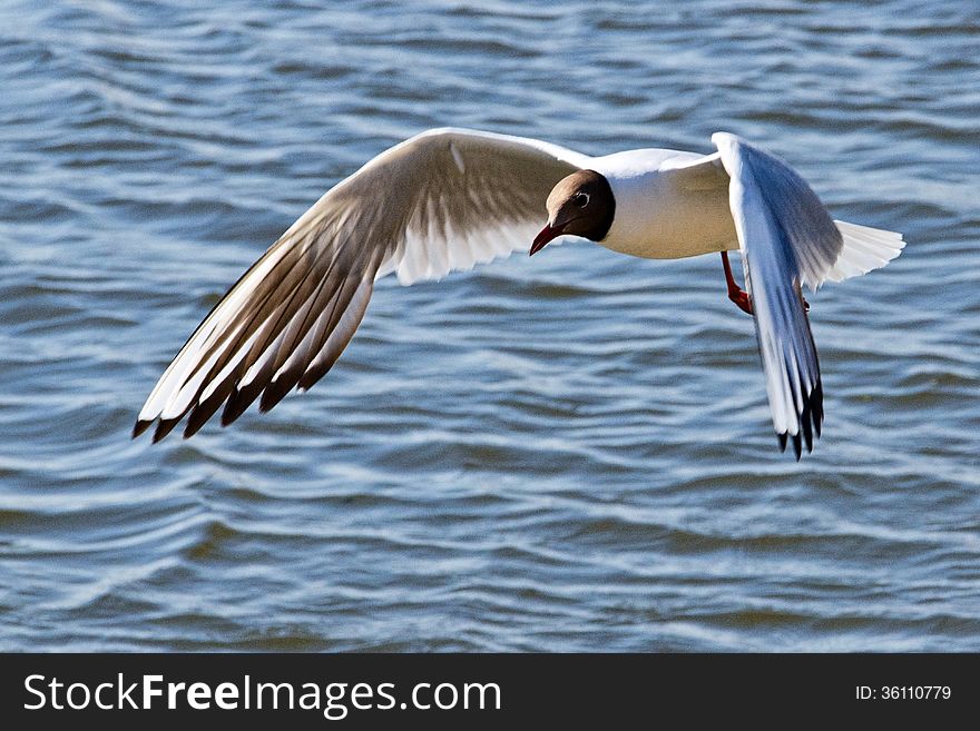 Black-headed gull in flight over water.