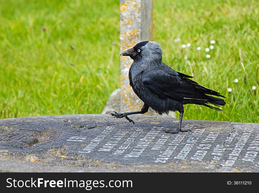 Jackdaw walking on a flat gravestone. Jackdaw walking on a flat gravestone