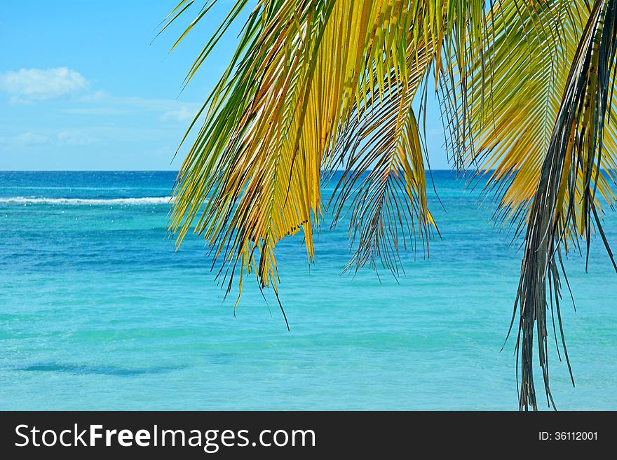 Tropical background, palm tree against blue sea