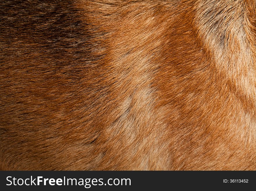 Close up photograph of a natural fur piece