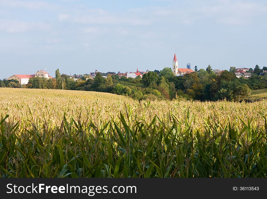 Corn field in the background with the village