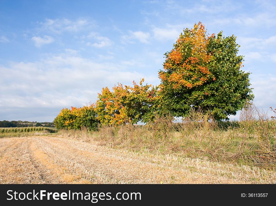 Colored maple trees in harvested fields. Colored maple trees in harvested fields