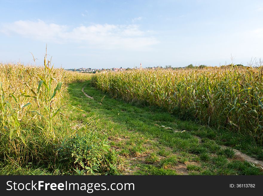 Way in the middle of a field with corn. Way in the middle of a field with corn
