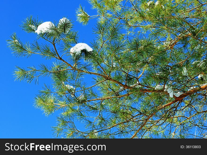 Pine branch with heaps of snow on the background of the clear blue sky