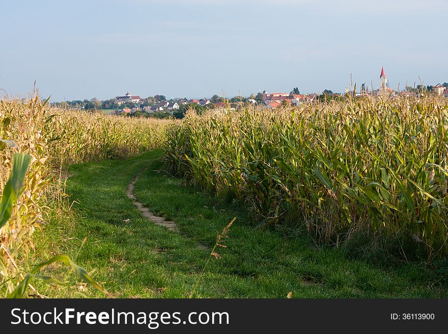Way in the middle of a field with corn. Way in the middle of a field with corn