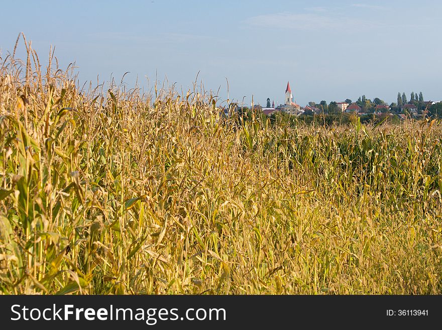 Yellow corn field and behind the village