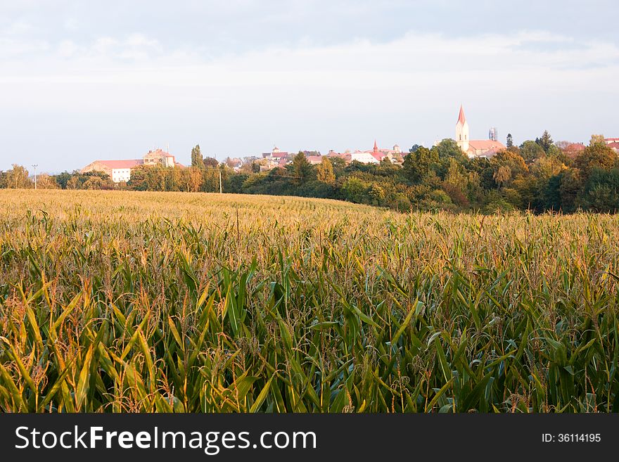 Field with corn and villages with church. Field with corn and villages with church