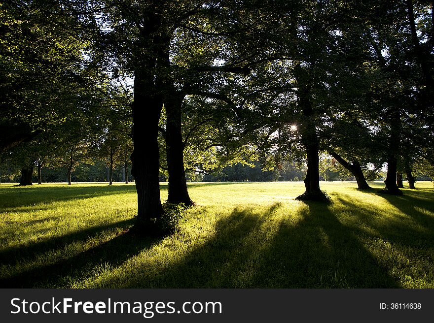 Long shadows of trees in the park in the evening sun