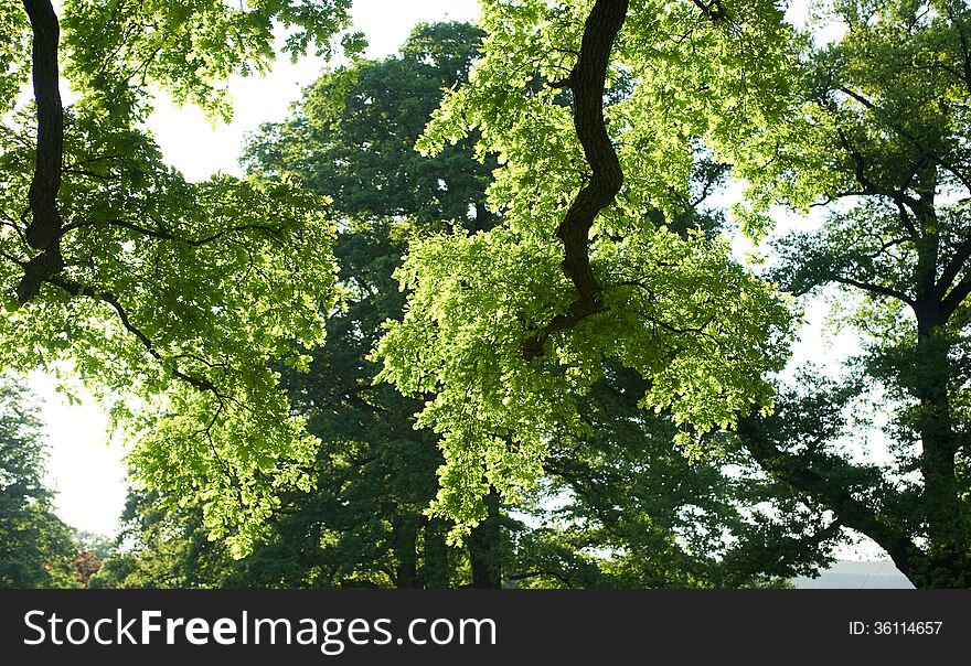 Luscious green broadleaf trees enjoy the the light of springtime. Luscious green broadleaf trees enjoy the the light of springtime