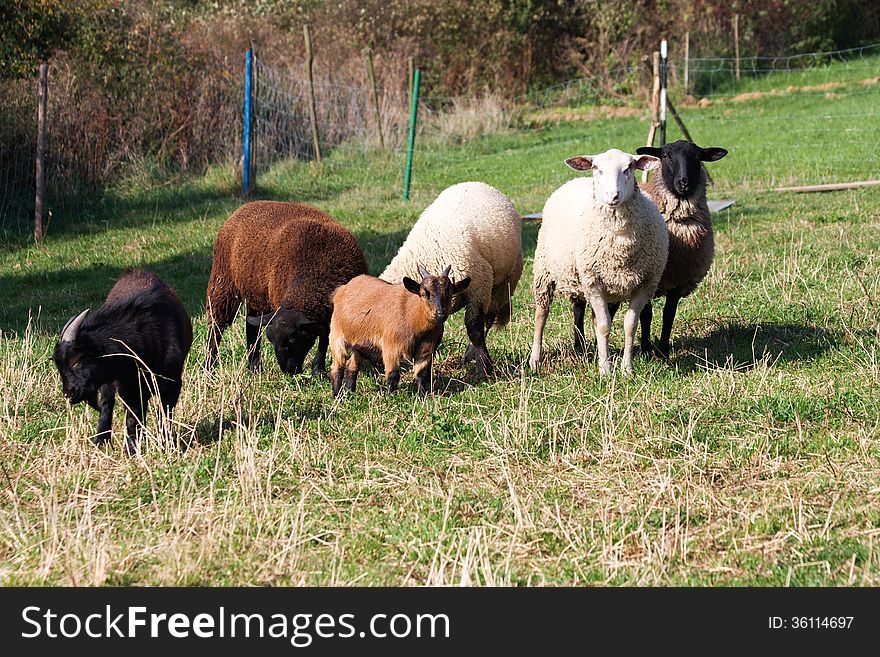 Sheep and goats are grazing in the meadow. Sheep and goats are grazing in the meadow