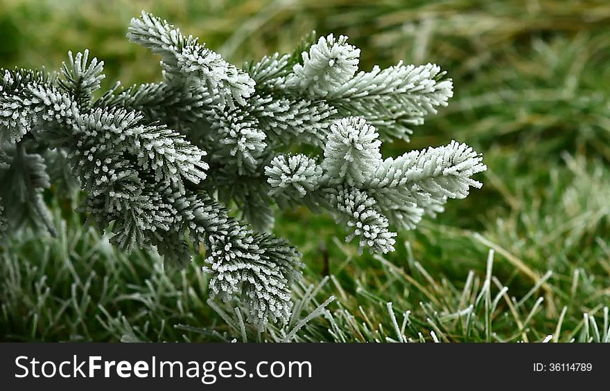 Video Of Pin Tree Covered By Freezing Fog