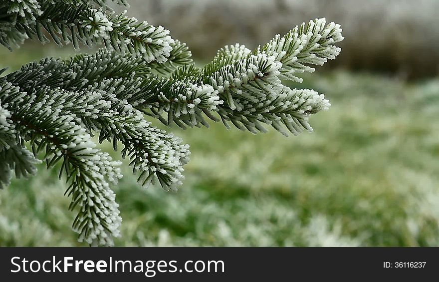 Video of a pin tree covered by freezing fog blowing by the wind. Video of a pin tree covered by freezing fog blowing by the wind