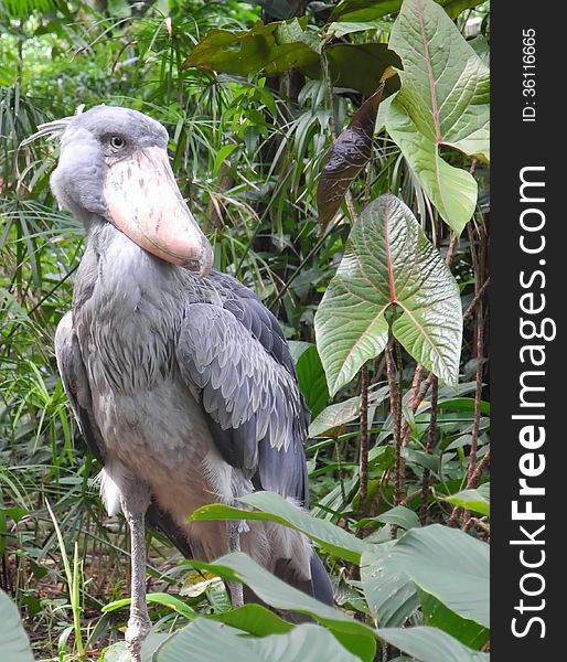 This is a shoe-bill. people called it because of its large and broad bill or beak shapes like a shoe. it is slow in movements and tendency to remain still for long periods. people considered it a statue-like creature.