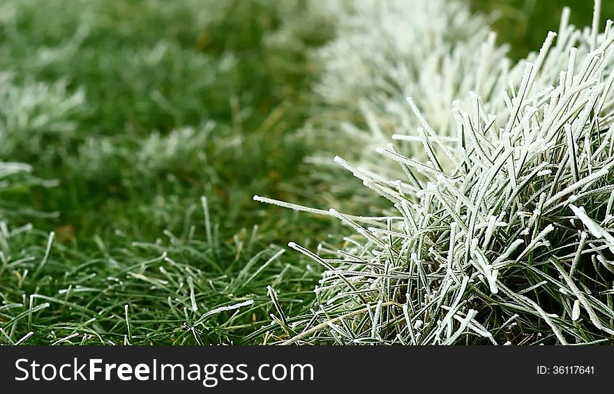 Video of green grass covered by freezing fog blowing by the wind