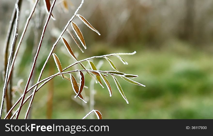 Video of green leaves covered by freezing fog blowing by the wind