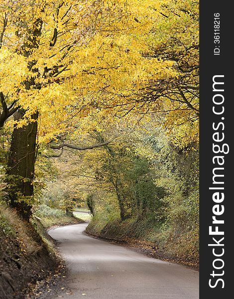 A quiet country road in the fall, with all the trees in their autumn foliage, on a cold autumn day in hertfordshire. A quiet country road in the fall, with all the trees in their autumn foliage, on a cold autumn day in hertfordshire.