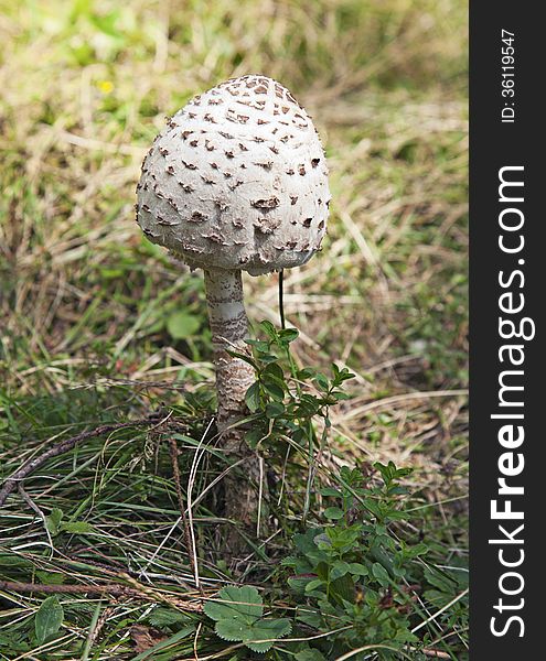 Poisonous mushroom with white head in the forest