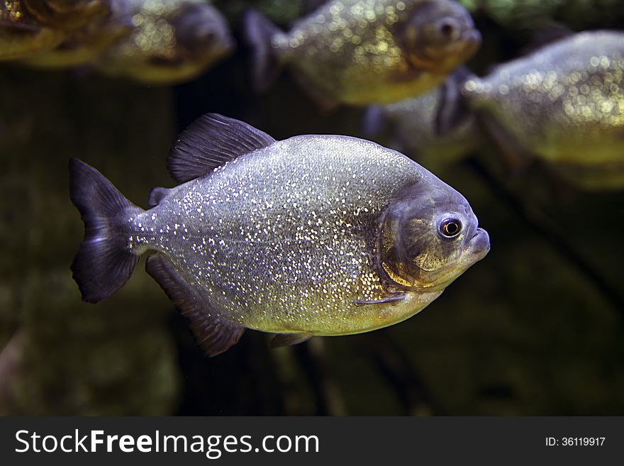 Close-up of an exotic fish swimming in the aquarium