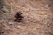 Pine Cone In The Wilderness Royalty Free Stock Image Pine Cone In The Wilderness Royalty Free Stock Image
