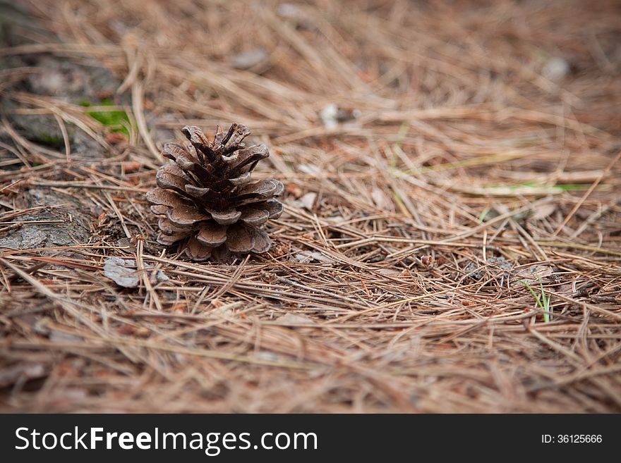 Close-up shot of a pine cone lying in a bed of pine needles in a forest. Close-up shot of a pine cone lying in a bed of pine needles in a forest