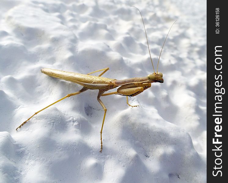 Photo of a Preying Mantis.