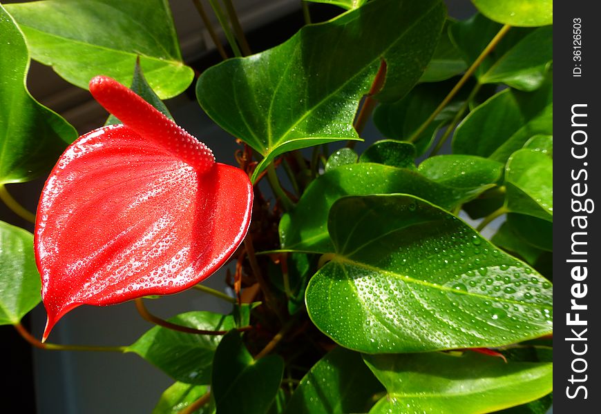 Red flower called anturium with rain drops. Red flower called anturium with rain drops.