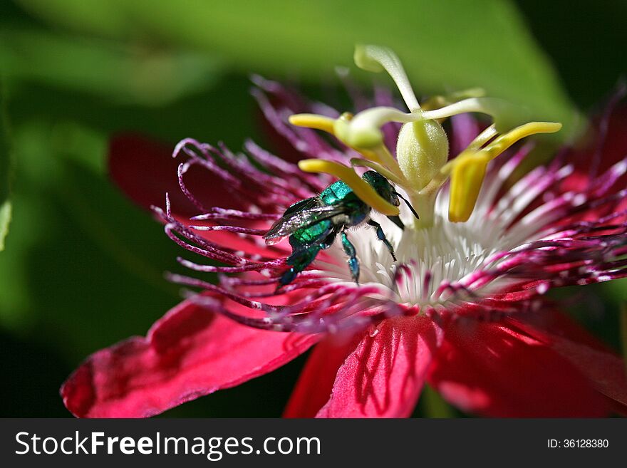 Close up of red Passiflora Lady Margaret bloom with insect. Close up of red Passiflora Lady Margaret bloom with insect