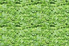 Seamless Background From Burdock Leaves Stock Image Seamless Background From Burdock Leaves Stock Image