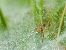 Spider On Net Stock Photo Spider On Net Stock Photo